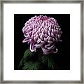 Chrysanthemum 'jefferson Park' #3 Framed Print