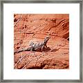 Chuckwalla, Sauromalus Ater #3 Framed Print