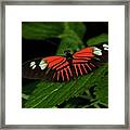 Doris Longwing Butterfly #3 Framed Print