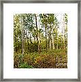 Dry Deciduous Forest, Cambodia #3 Framed Print