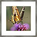 Giant Swallowtail Butterfly #4 Framed Print
