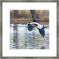 Great Blue Heron In Flight Over The Lake #3 Framed Print