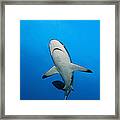 Grey Reef Shark #3 Framed Print