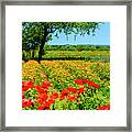 Hill Country In Bloom #3 Framed Print