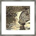 Lapping Leopard  #3 Framed Print