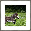 Miniature Donkey Foal #3 Framed Print