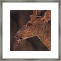 Mule Deer #3 Framed Print