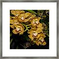 Orchids #3 Framed Print