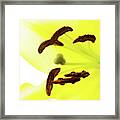 Oriental Lily Flower Framed Print