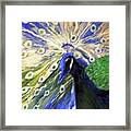 Peacock #3 Framed Print