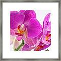 Pink Orchid #1 Framed Print