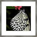 Rice Paper Butterfly #3 Framed Print