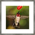 Ruby-throated Hummingbird #3 Framed Print