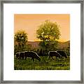 Sheep In The Pasture #3 Framed Print