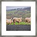 Sheep Framed Print