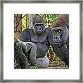 Silverback Montage #3 Framed Print