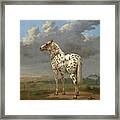 The Piebald Horse #7 Framed Print