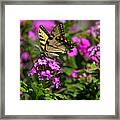 Tiger Swallowtail #3 Framed Print