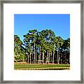 Tpc Sawgrass #5 Framed Print