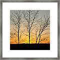 3 Trees Framed Print