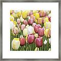 Tulip Garden #3 Framed Print