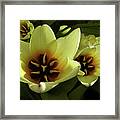 Tulip Lights #4 Framed Print