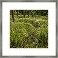 Water Huld In The Woods. #3 Framed Print