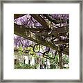 Wisteria Arbor #3 Framed Print