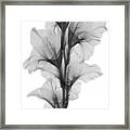 X-ray Of A Gladiola Flower Framed Print