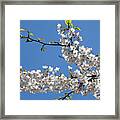 Cherry Blossoms #305 Framed Print