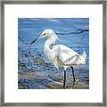 Snowy Egret #39 Framed Print