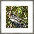 Anhinga Shark Valley Everglades Florida #4 Framed Print