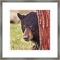 Black Bear  #4 Framed Print