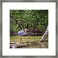 Blue Heron #4 Framed Print