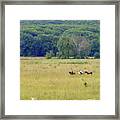 Cattle Round Up And Drive In West Virginia #4 Framed Print