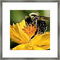 Cosmos Named Limara Lemon #3 Framed Print