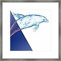 Dolphin Collection #4 Framed Print
