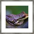 Frog #4 Framed Print