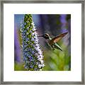 Hummingbird #4 Framed Print