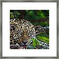 Jaguar Panthera Onca, Pantanal #4 Framed Print