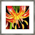 Martagon Lily  #4 Framed Print