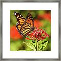 Monarch #4 Framed Print