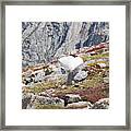 Mountain Goats On Mount Bierstadt In The Arapahoe National Fores #4 Framed Print