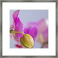 Pink Orchid Framed Print