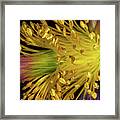 Purple And Yellow #4 Framed Print