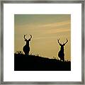 Red Deer Stags  #4 Framed Print
