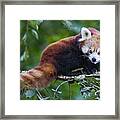 Red Panda #4 Framed Print
