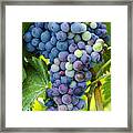Red Wine Grapes #4 Framed Print