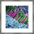 Rods And Cones In Retina Framed Print