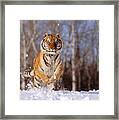 Siberian Tiger #4 Framed Print